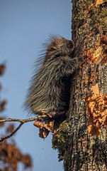 North american porcupine on the tree. Latin name - Erethizon dorsatum	