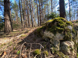 Landscape seasonal sunny scenery. Beautiful countryside view. Forest pathway.