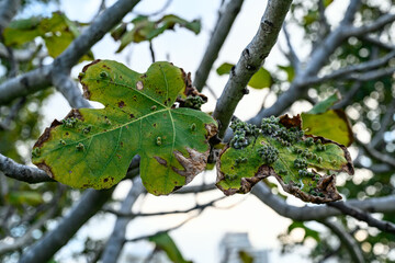 A branch of an autumn tree with several green leaves against a blue sky.