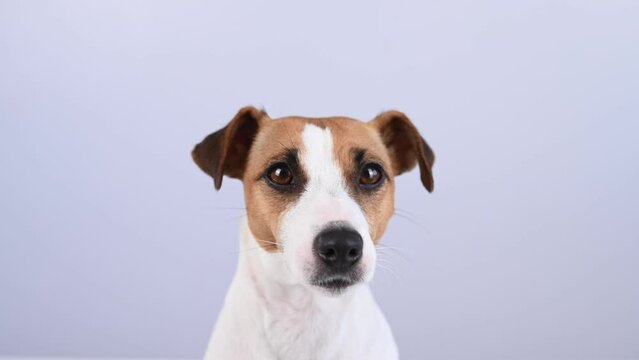 Close-up portrait of cute jack russell terrier dog on white background. 