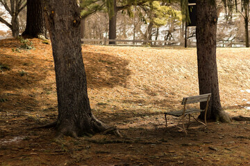 Park Bench