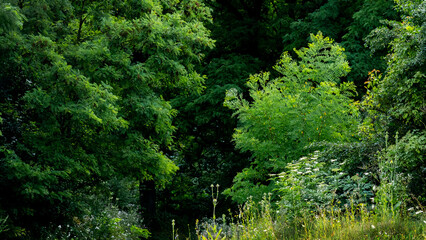 Thickets of grass, bushes and trees on the edge of the forest. Forest in summer