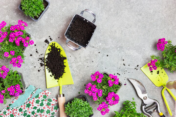 Close-up photo of garden tools, soil and spring flowers on a stone table