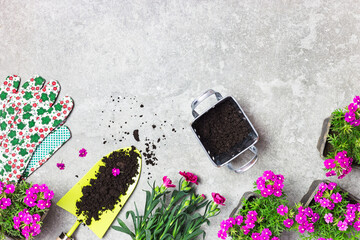 Garden tools, soil and pink flowers on a gray stone table
