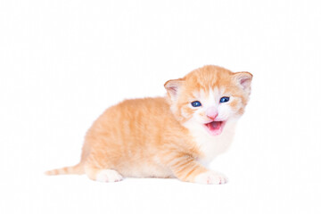 Adorable little red kitten isolated on white