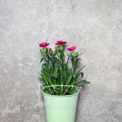 Spring flowers in a green metal bucket on a stone background