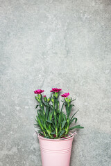 Spring flowers in a metal bucket on a stone background