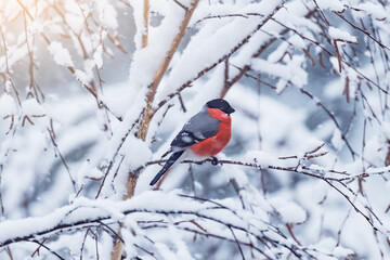 Bullfinch on the tree branch at winter day.