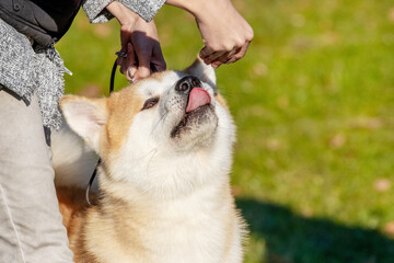 The mistress feeds the dog. The Akita dog takes food from the hand of the mistress