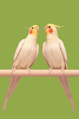 Two white corella parrots with red cheeks and a yellow head sit together on a perch, the male sings...