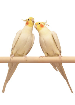 Two corella parrots sit side by side and gently lean towards each other demonstrating affection, love and the joy of communication. White birds with yellow heads, tufts and red cheeks isolated