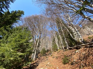 Mixed subalpine forests and a variety of trees in early spring on the slopes of the alpine mountains around the Klöntal mountain valley (Kloental or Klon valley) - Canton of Glarus, Switzerland