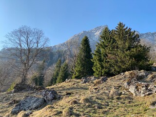 Mixed subalpine forests and a variety of trees in early spring on the slopes of the alpine mountains around the Klöntal mountain valley (Kloental or Klon valley) - Canton of Glarus, Switzerland