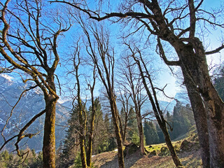 Mixed subalpine forests and a variety of trees in early spring on the slopes of the alpine mountains around the Klöntal mountain valley (Kloental or Klon valley) - Canton of Glarus, Switzerland