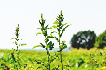 Amaranthus retroflexus (spiny amaranth, Amaranthus spinosus) with leaves and inflorescences in the garden. Weeds in the garden