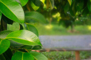 Blurred Garcinia Leaves Background mangostana in the garden.