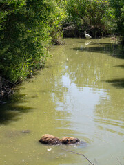 Beaver in the water at the Ornithological Park of Pont de Gau