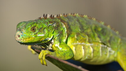 Baby iguana in a backyard in Fort Lauderdale, Florida, USA