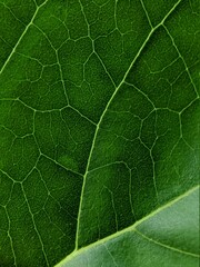green leaf texture