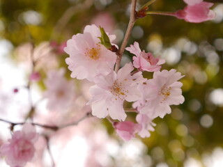 pink cherry blossom