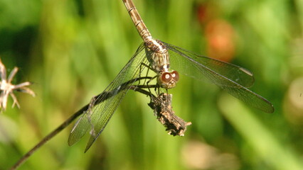 Close up of a dragonfly perched on a twig in a city park in Fort Lauderdale, Florida, USA