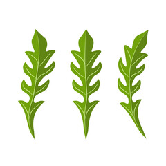 Green arugula for salad. Vector image