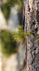 Spring pine tree
