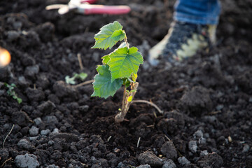 planting a tree in springtime new life concept
