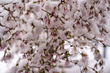 Snow covered pink cherry blossoms in winter and spring