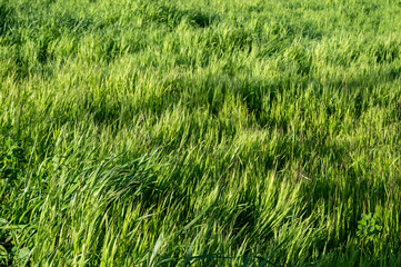 Thin steams of tall green grass. Green juicy grass in the park.