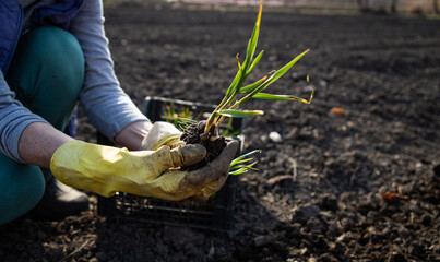 farmer planting garlic seedlings in garden