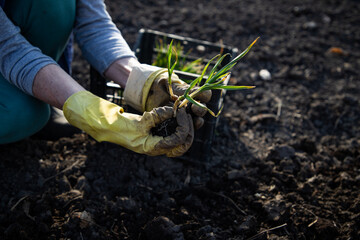 Fototapeta premium farmer planting garlic seedlings in garden