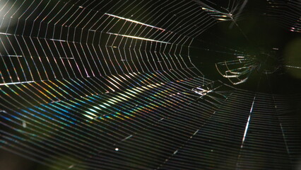 Light shinning through a spider web in a city park in Fort Lauderdale, Florida, USA