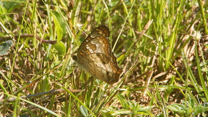 Naklejka na ściany i meble Brown butterfly in the grass in a city park in Fort Lauderdale, Florida, USA