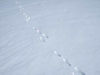 Traces of a hare on a snow.