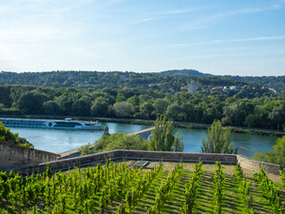 Fototapeta na wymiar Vineyards by the Rhône River and Avignon bridge