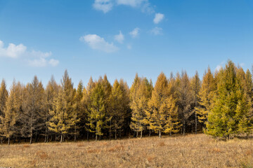 Fototapeta premium Golden larch trees in autumn