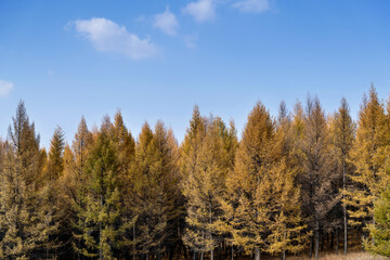 Golden larch trees in autumn