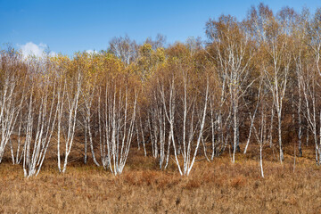 Fototapeta premium Silver birchs in the autumn