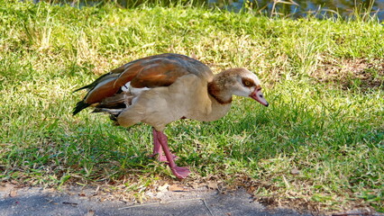 Egyptian goose (Alopochen aegyptiacus) in the grass in a city park in Fort Lauderdale, Florida, USA