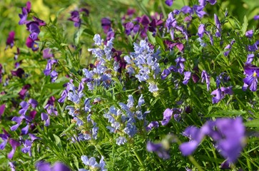 Blooming dragonhead, scientific name Dracocephalum ruyschiana