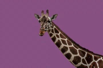 Gordijnen Pop-Giraffe, Portrait, lila © Petra