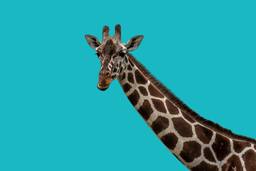 Pop - Giraffe ,Portrait, hellblau 