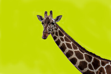 Pop - Giraffe, gelb, Portrait, 