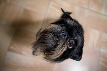 brussels griffon in top view