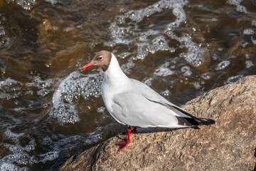 Black-headed gull, lat. Chroicocephalus ridibundus, sits on the river shore