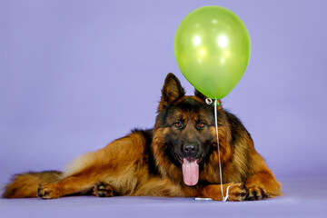 German shepherd dog in studio