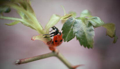 ladybug on a leaf