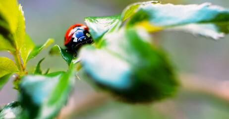 ladybird on a flower