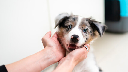 Close up of blue merle border collie puppy smiling at camera. Puppy's face in the hands of its owner. Happy and healthy dog ​​puppy. Blue eyed puppy